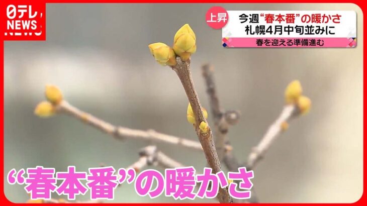 【きょうの1日】“春本番”季節外れの暖かさ…一足早い“桜”で春爛漫も