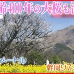 【きょうの1日】広い範囲で“お花見日和” 樹齢400年のヤマザクラ「一心行の大桜」も満開に