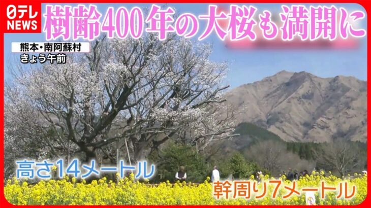 【きょうの1日】広い範囲で“お花見日和” 樹齢400年のヤマザクラ「一心行の大桜」も満開に
