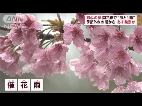【史上最早の発表か】東京 桜開花まで“あと1輪” 季節外れの暖かさ(2023年3月13日)