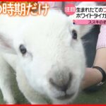 【きょうの1日】岐阜で桜が“最速”で開花 牧場でも春だけの光景…生まれたてフワフワ羊の赤ちゃん