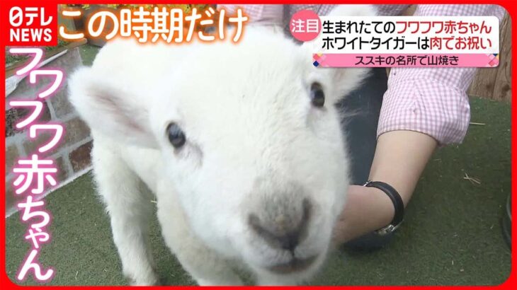 【きょうの1日】岐阜で桜が“最速”で開花 牧場でも春だけの光景…生まれたてフワフワ羊の赤ちゃん