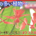 【きょうの1日】関東で「春一番」 “世界一美しい花木”「ヨウラクボク」が開花