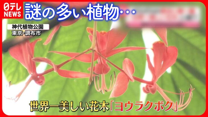 【きょうの1日】関東で「春一番」 “世界一美しい花木”「ヨウラクボク」が開花