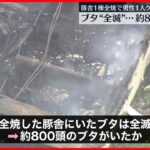 【豚舎で火事】1棟全焼 約800頭全滅 1人ケガ 千葉・旭市