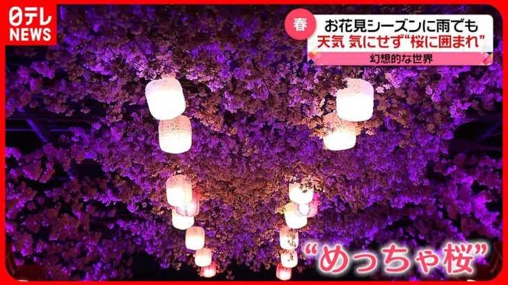 【きょうの1日】東京都心で今年初めて「夏日」　お花見シーズンに雨…天気を気にせず“桜に囲まれる”場所が人気に