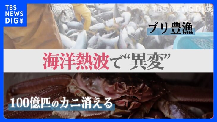 北海道でブリ大漁も…アラスカでは100億匹のズワイガニが消えた！「海洋熱波」で食卓に“異変”【news23】｜TBS NEWS DIG