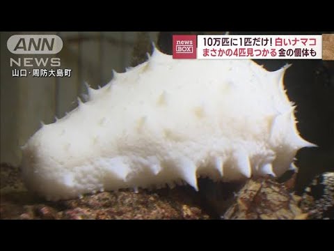 【10万匹に1匹】激レア“白いナマコ”相次ぎ発見(2023年3月1日)