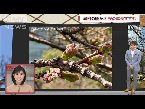 【関東の天気】桜開花か　来週も15℃超えの暖かさ(2023年3月11日)