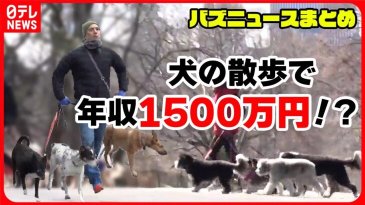 【バズニュースまとめ】犬の散歩で年収1500万円⁉/銃を持つ男が街中に…通行人が「タックル」/米・ケンタッキー州の高速道路に“ニワトリ”（日テレNEWS LIVE）