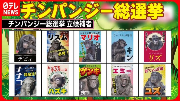 【チンパンジー総選挙】18日から開催 個性豊かな顔ぶれに注目 宮崎市