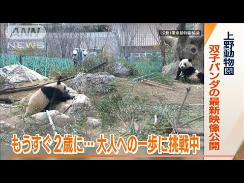 双子パンダ　もうすぐ2歳　親離れに向け…“別居訓練”開始　上野動物園「順調に」(2023年3月16日)