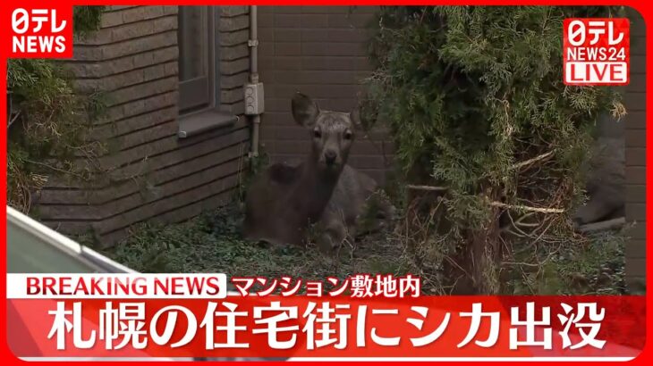 【速報】札幌市の住宅街にシカ2頭　マンション敷地内に出没　けが人はなし