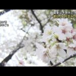 関東は予想外の雨と気温2月並み　桜長持ちにはウレシイ寒さ(2023年3月28日)