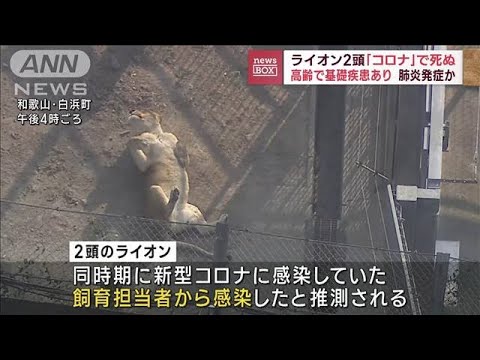 ライオン2頭コロナ感染で死ぬ　高齢、基礎疾患あり肺炎発症か　他8頭も一時咳の症状(2023年3月9日)