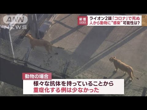 人→動物“感染”の可能性は?　ライオン2頭　新型コロナで死ぬ　人以外では国内初(2023年3月9日)