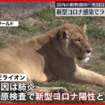 【ライオン】新型コロナ感染で2頭が死ぬ　飼育スタッフから感染か　和歌山「アドベンチャーワールド」