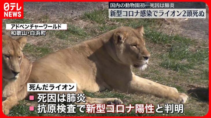 【ライオン】新型コロナ感染で2頭が死ぬ　飼育スタッフから感染か　和歌山「アドベンチャーワールド」