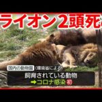 【飼育員から感染か】新型コロナでライオン2頭が死ぬ 「動物から人」も懸念