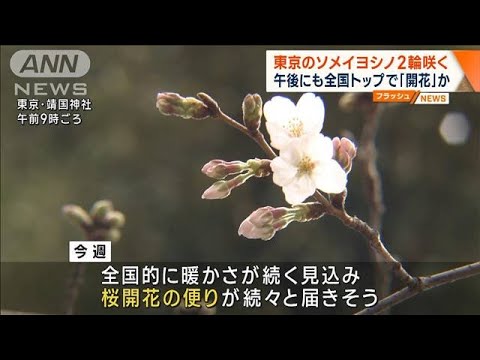 【桜前線いよいよ】東京が全国トップで開花か(2023年3月13日)