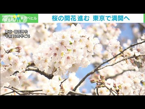 桜の開花進む　東京でソメイヨシノ満開へ 　(2023年3月22日)