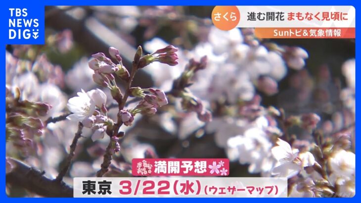 さくら、全国的に記録的な早さの開花！東京は22日に満開予想【SUNトピ】｜TBS NEWS DIG