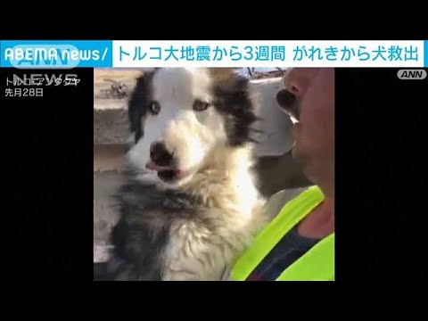 「22日間生き残れたのは奇跡」トルコ大地震から3週間　がれきの中から犬救出(2023年3月3日)