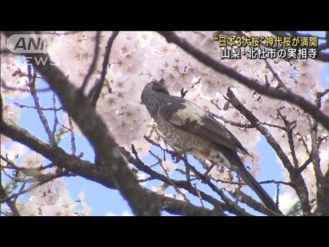 日本3大桜「神代桜」が満開　山梨・北杜市の実相寺(2023年3月28日)