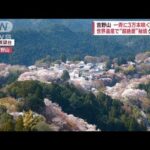 【世界遺産】超絶景　吉野山　一斉に3万本　達人おすすめ「散らずの桜」とは(2023年3月30日)