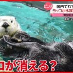 【ピンチ】国内飼育はわずか3頭に　水族館からラッコが消える？