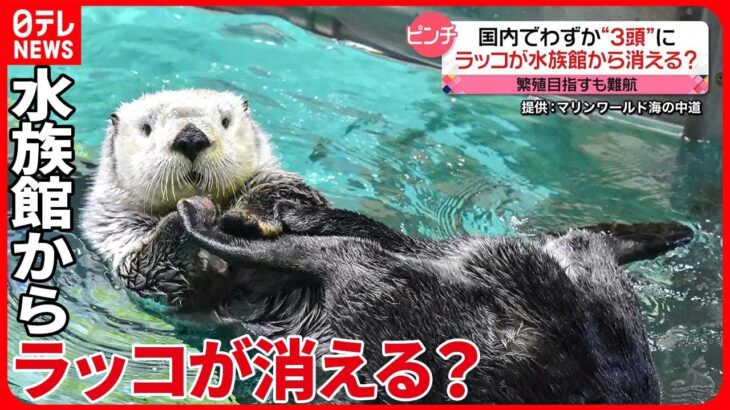 【ピンチ】国内飼育はわずか3頭に　水族館からラッコが消える？