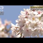 東京で桜満開後に異例の日照不足　過去30年で最少(2023年3月29日)