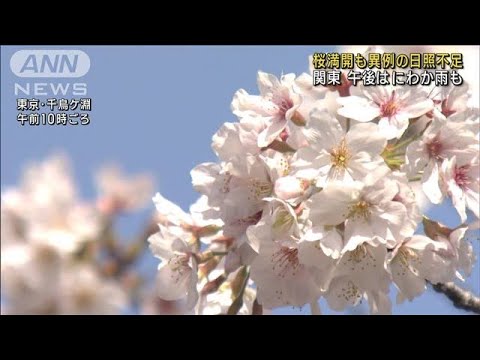 東京で桜満開後に異例の日照不足　過去30年で最少(2023年3月29日)