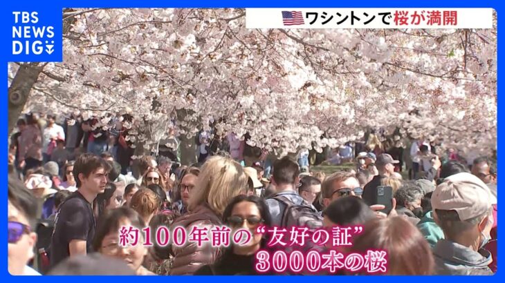 米ワシントン 日米友好の証・3000本の桜が満開に　春の陽気のなか花見客でにぎわう｜TBS NEWS DIG