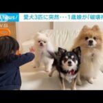 愛犬3匹に突然…1歳娘がまさかの「破壊神」に！？(2023年3月8日)