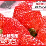【気になる！】35年ぶり…神奈川県で新品種も！ イチゴ戦国時代…生き残りは？
