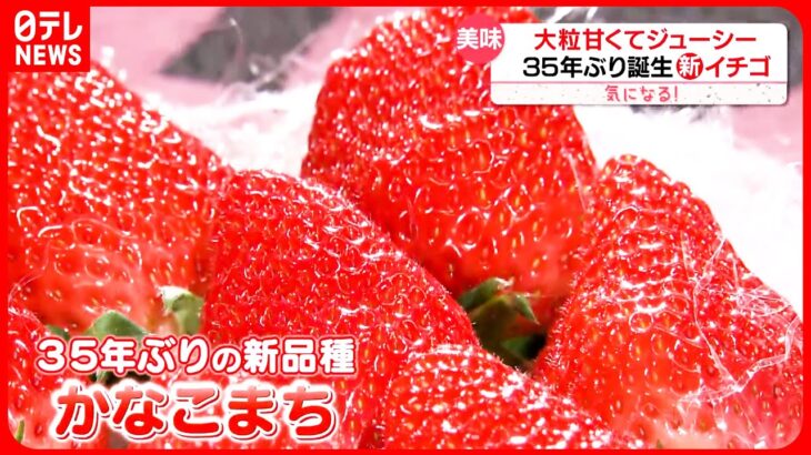 【気になる！】35年ぶり…神奈川県で新品種も！ イチゴ戦国時代…生き残りは？