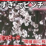 【心配】早すぎる桜…4年ぶり開催の祭り前に“散る”？