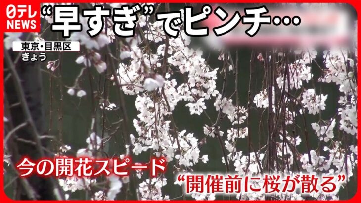 【心配】早すぎる桜…4年ぶり開催の祭り前に“散る”？