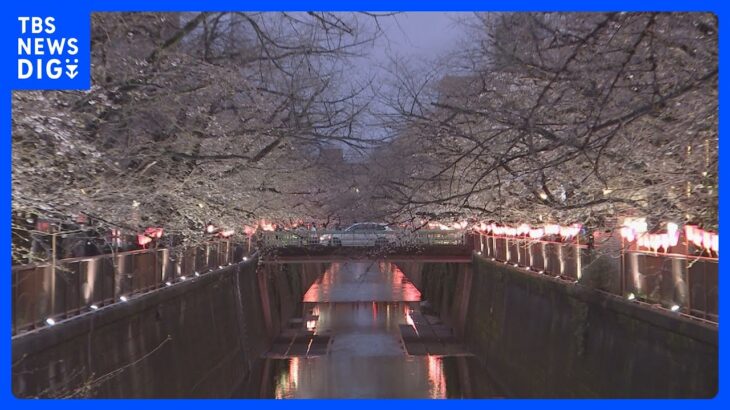 桜の名所で夜桜ライトアップが復活　目黒川は4年ぶり　隅田川でも「墨堤さくらまつり」始まる｜TBS NEWS DIG
