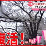 【4年ぶり】桜のライトアップ再開　都内の花見スポット・目黒川沿いの様子は？