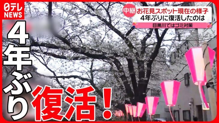 【4年ぶり】桜のライトアップ再開　都内の花見スポット・目黒川沿いの様子は？