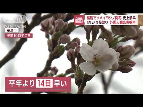 桜前線北上　福島でソメイヨシノ開花　4年ぶり桜祭りに外国人観光客も歓喜(2023年3月24日)
