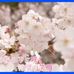 桜の下に咲いた4年ぶりの笑顔 ～東京・上野公園～【令和のサクラ】｜TBS NEWS DIG
