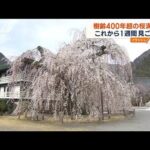 【名所】“樹齢400年超”シダレザクラが満開　山梨(2023年3月21日)