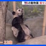アメリカのジャイアントパンダが衰弱　中国市民からは心配の声｜TBS NEWS DIG