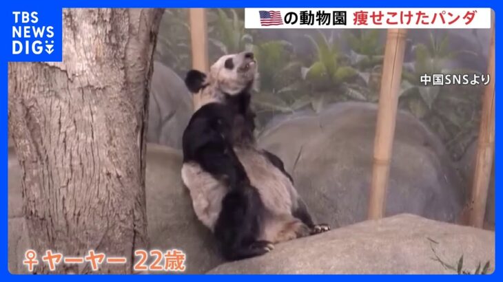 アメリカのジャイアントパンダが衰弱　中国市民からは心配の声｜TBS NEWS DIG