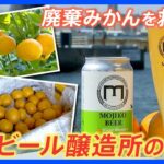 “食品ロス”を救え！ 廃棄“みかん”から“ビール”を生み出す小さな醸造所の挑戦【ゲキ推しさん】｜TBS NEWS DIG