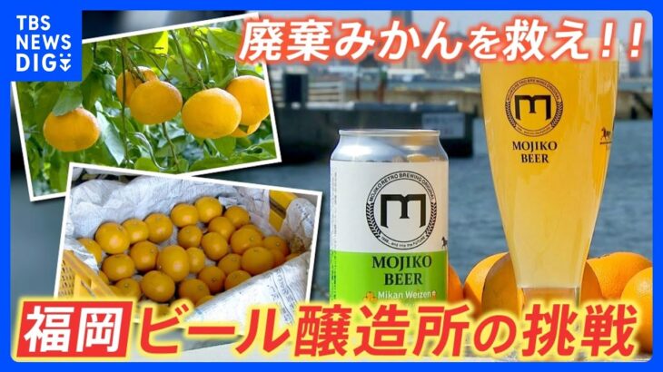 “食品ロス”を救え！ 廃棄“みかん”から“ビール”を生み出す小さな醸造所の挑戦【ゲキ推しさん】｜TBS NEWS DIG