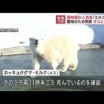 釧路の人気ホッキョクグマ死ぬ　繁殖で同居のオスとけんか(2023年3月2日)